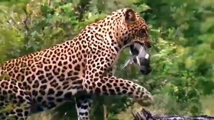 12 Most Amazing animal attacks caught on camera(720P_HD)