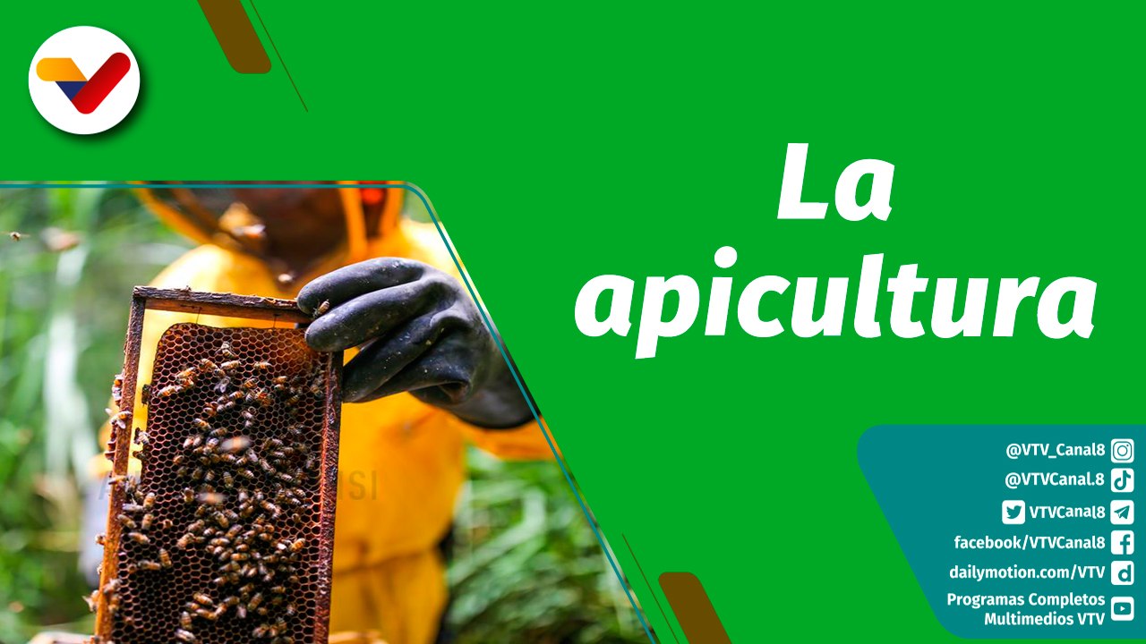 Cultivando Patria | Apicultura: cría y cuidado de las abejas para la producción de miel