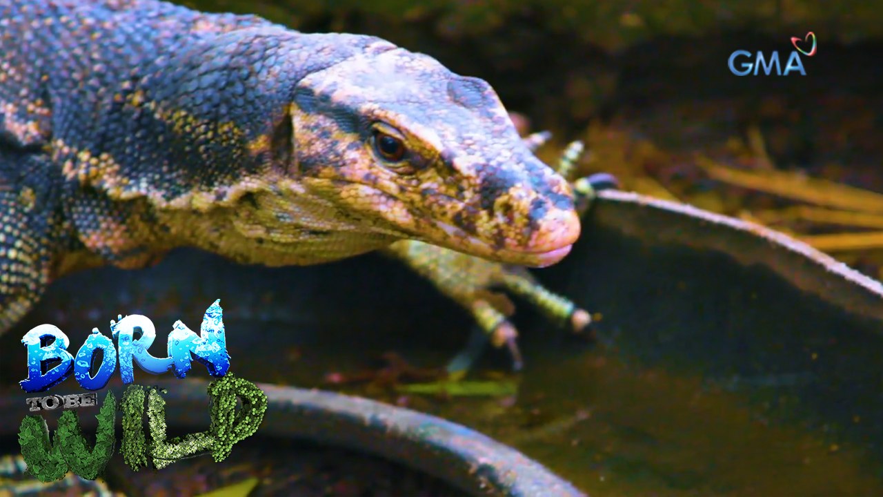 The importance of animals' wild instincts | Born to be Wild