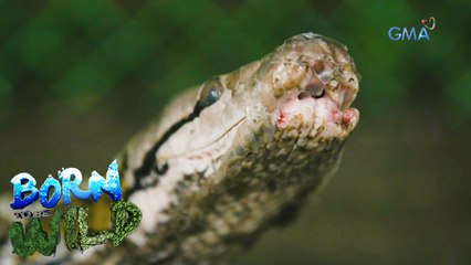 Wild pets that need help | Born to be Wild