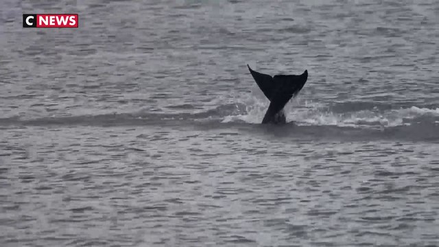 Seine-Maritime : opération de sauvetage de l’orque dans la Seine