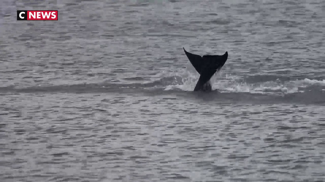 Seine-Maritime : opération de sauvetage de l’orque dans la Seine