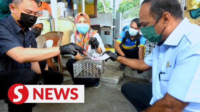 MPAJ offers RM3 per live rat in eradication campaign