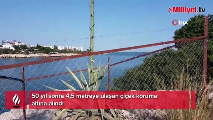 50 yıl sonra 4,5 metreye ulaşan çiçek koruma altına alındı