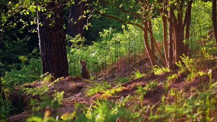 Fox Family socialization|on the telephone tower|Relaxation Short Scenes|4K
