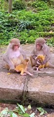 Mother monkey and baby were beaten twice by old monkey