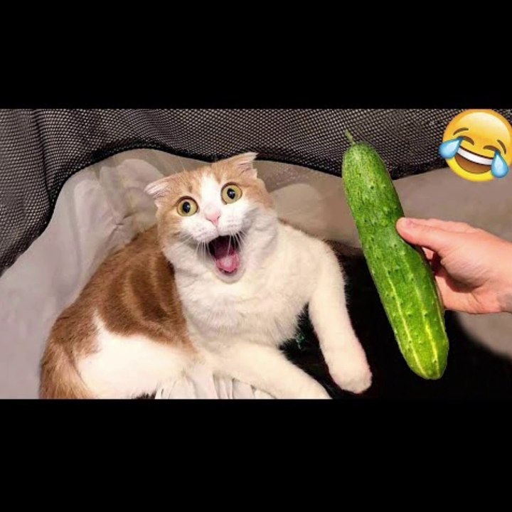 Try Not To Laugh Best Funny Animal Videos 2022 - Funniest Dogs And Cats Videos Compilation 2022