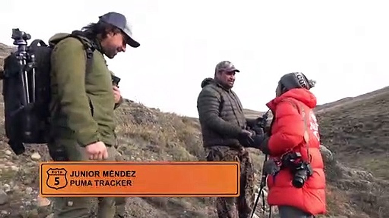 La increíble experiencia de avistamiento de pumas _ Ruta 5