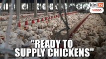 Ministry: Most poultry farms ready to supply chickens to market