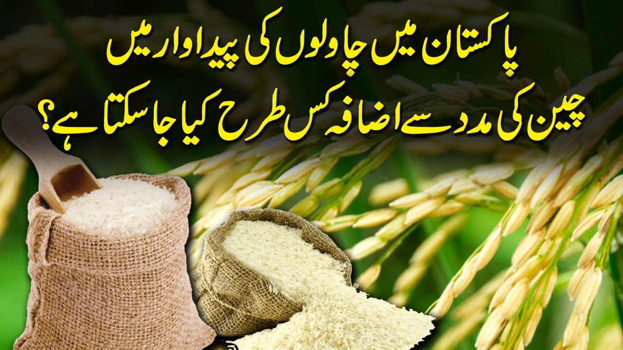 Pakistan mei chawlo ki pedawaar mein Cheen ki maddad se izafa kis trah kia ja sakta hai?