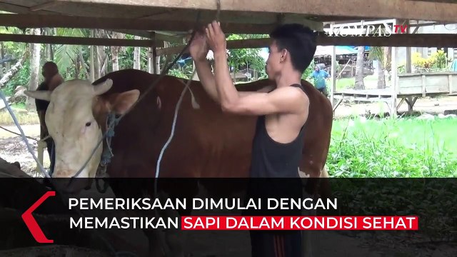Jelang Idul Adha, Sapi Kurban Presiden Joko Widodo Mulai Diseleksi