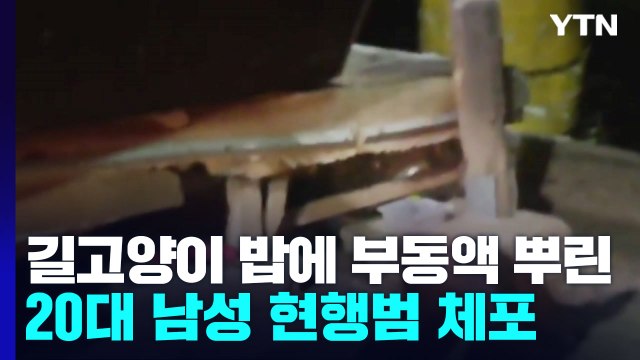 길고양이 밥에 부동액 뿌린 20대 남성 현행범 체포 / YTN
