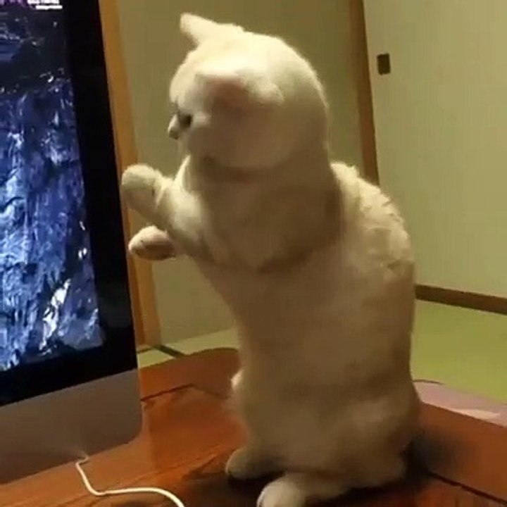 Funny cat