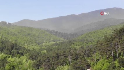 Kazdağları'nda adeta polen fırtınası yaşandı