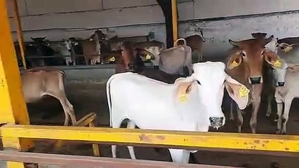 चारे के भाव बढ़े: 12 लाख पशुओं पर संकट