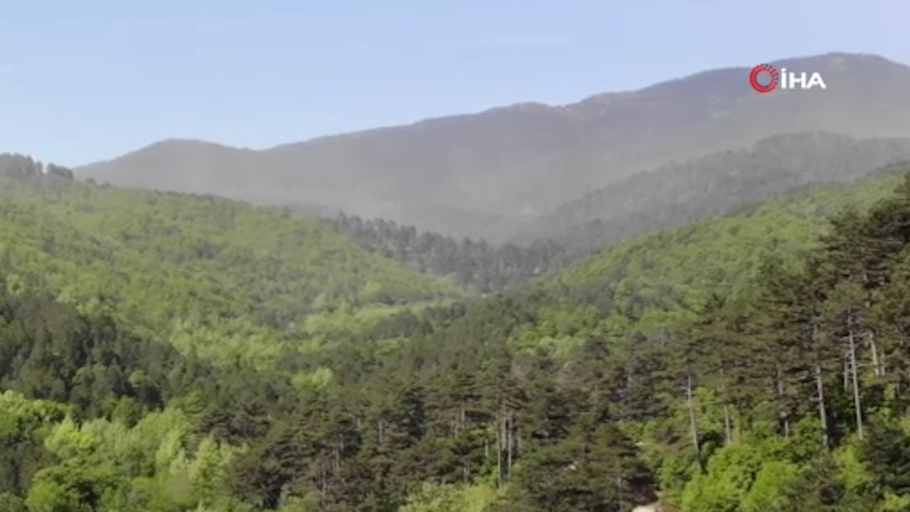 Kaz Dağları'nda polen fırtınası