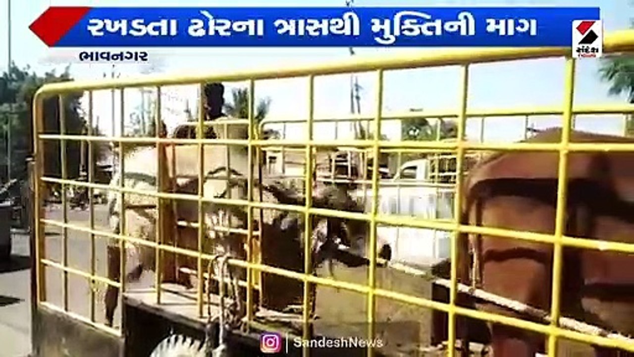 રખડતા ઢોરના ત્રાસ અંગે પાલિકાના મૌનથી વિપક્ષે રોષ ઠાલવ્યો