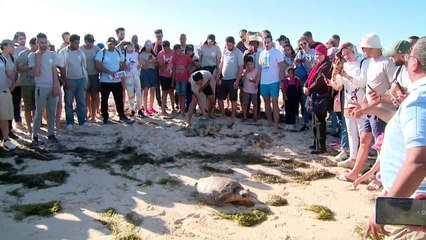 إطلاق ثلاث سلاحف بحرية من نوع محميّ في تونس بعد إنقاذها