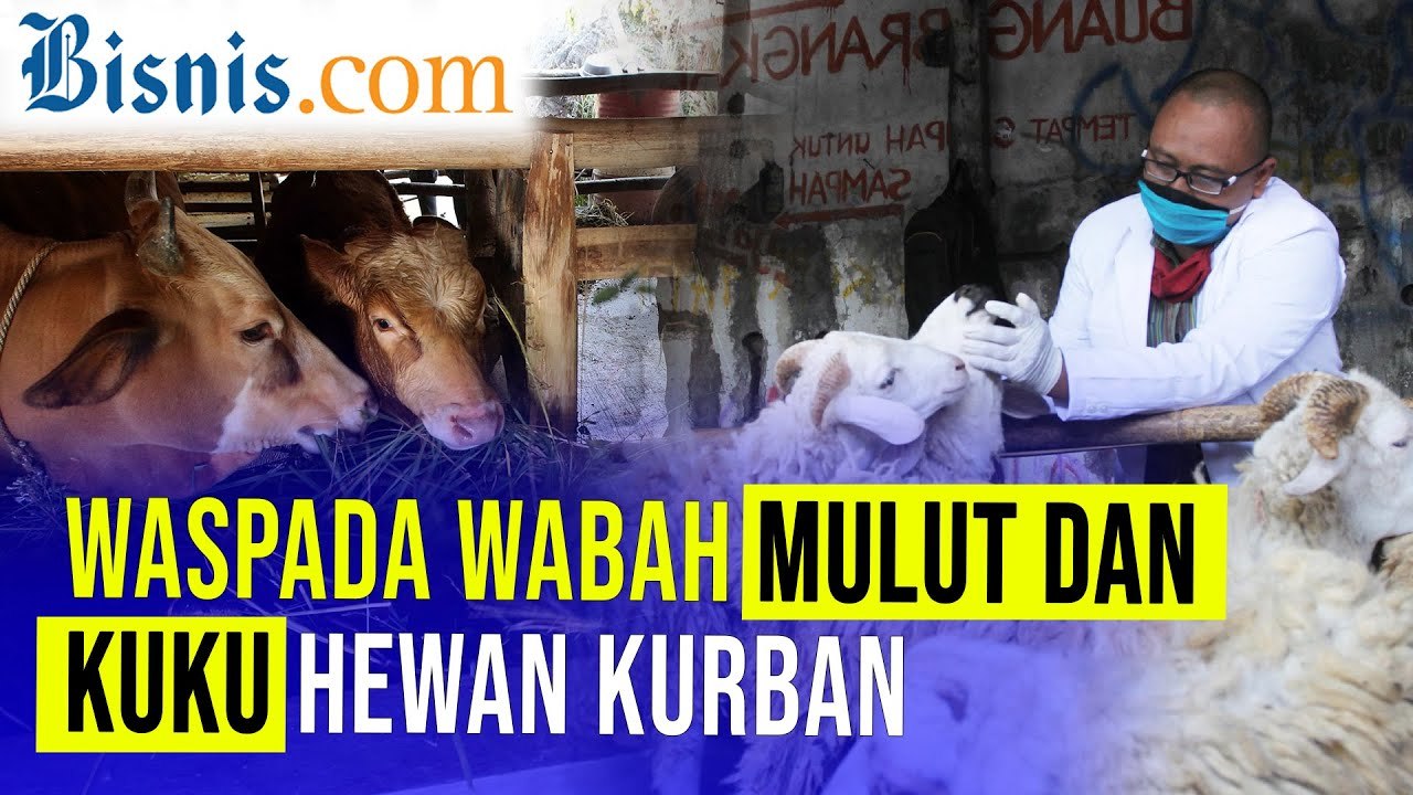 Harga Hewan Kurban Bakal Melonjak Akibat Wabah