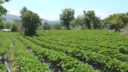 Çilekte verim geçen yıla göre arttı