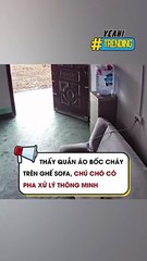 Thấy quần áo bốc cháy trên ghế sofa, chú chó có pha xử lý thông minh
