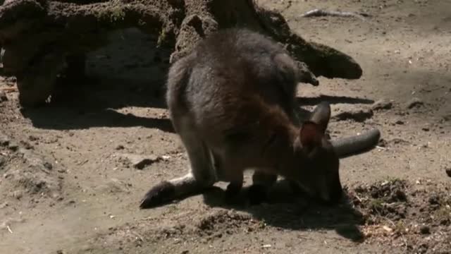 Dos canguros cuidan de sus crías, una albina y otra marrón, y comparten incluso bolsa en un zoo de la República Checa