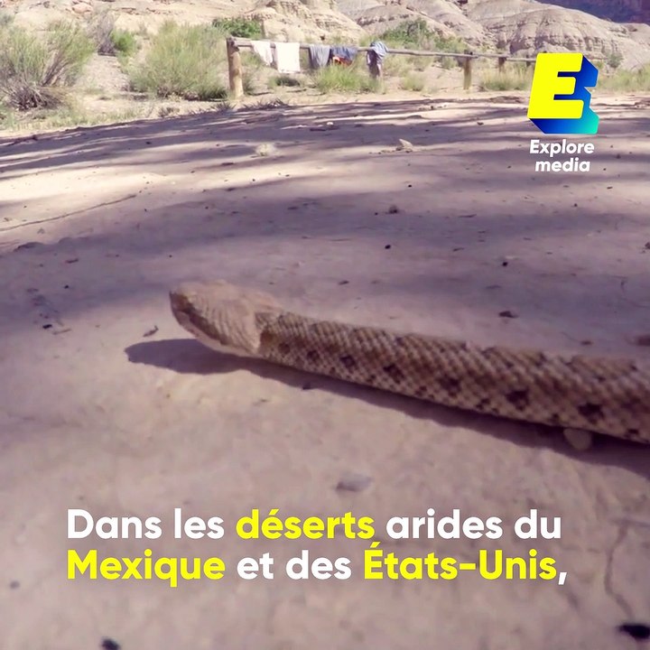 L'impressionante technique de fuite du "rat-ninja"
