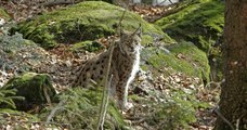 Jura : deux jeunes lynx ont été remis en liberté par une association après avoir perdu leurs mères