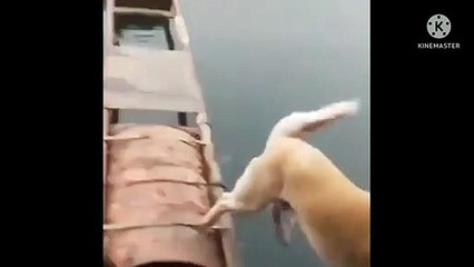 Kelakuan anjing dan kucing lucu