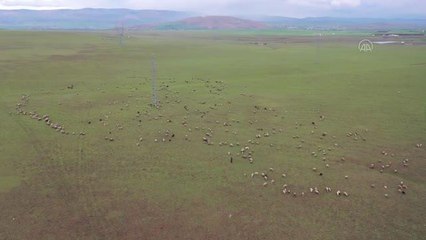 Göçerler zengin bitki örtüsüne sahip Muş'a gelmeye başladı