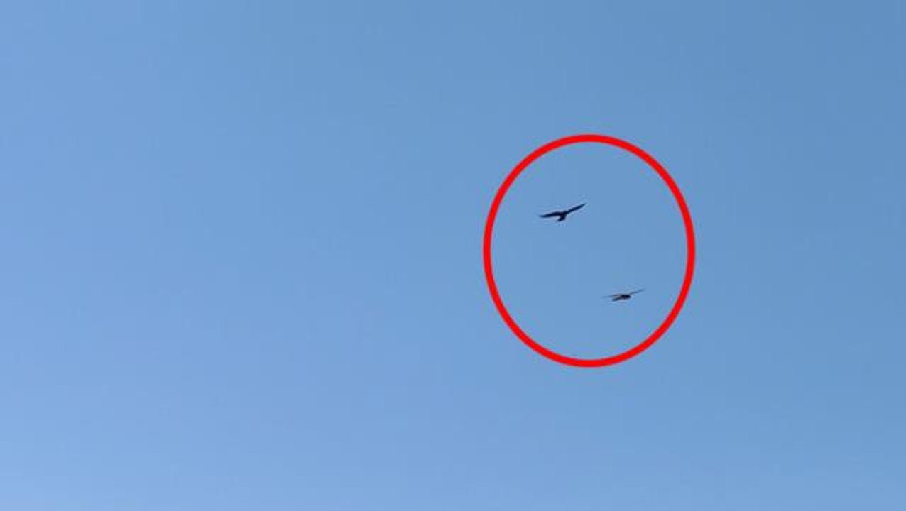 Yırtıcı kuş gazeteye yuva yaptı, ofise her gün yılan ve fare taşıyor! Haberciler diken üstünde