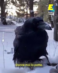 L'incroyable intelligence d'un corbeau apprivoisé