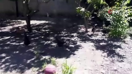 Yumurtayı göktaşı zanetti, panikledi