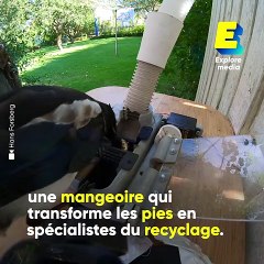 Cette mangeoire nourrit les oiseaux en échange de déchets à recycler