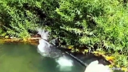 Mancing Ikan tapah jumbo mantap