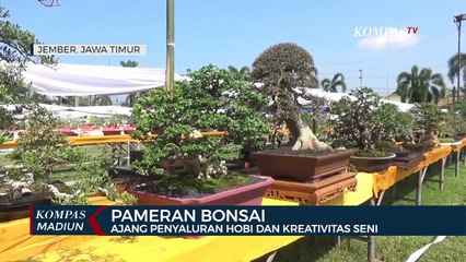Pameran Bonsai Ajang Penyaluran Hobi Dan Kreativitas Seni
