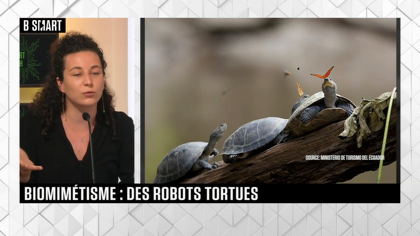 Biomimétisme : des robots tortues