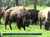Reportage - Un élevage de bisons à Bourg d'Oisans - Reportage - TéléGrenoble