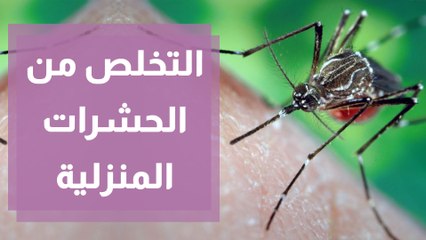 طرق التخلص من الحشرات المنزلية في فصل الصيف