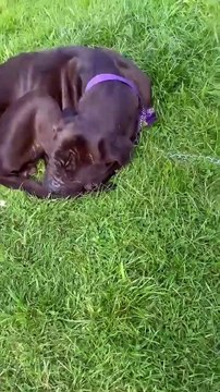 Dog found 'almost starved to death' tied to goalpost