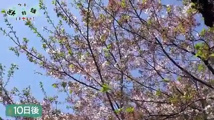 ウチ、“断捨離”しました！2022年5月23日 新婚も老後も悩ましい！ カップルたちの決断