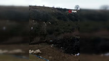 Domuz ile köpekler arasındaki mücadele böyle görüntülendi