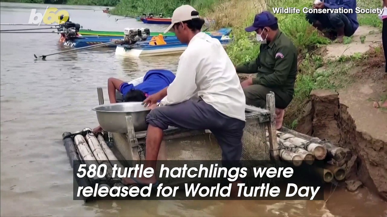 These Turtles Are Entering The River With a Special Blessing