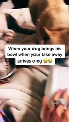 Dog Brings Bowl For Human's Food
