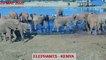 Tsavo East Kenya - Elephants