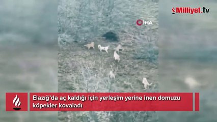 Domuz ile köpekler arasında amansız mücadele