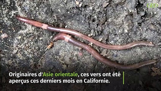 Des vers de terre sauteurs envahissent les Etats-Unis
