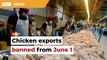 Govt bans chicken exports to address shortage