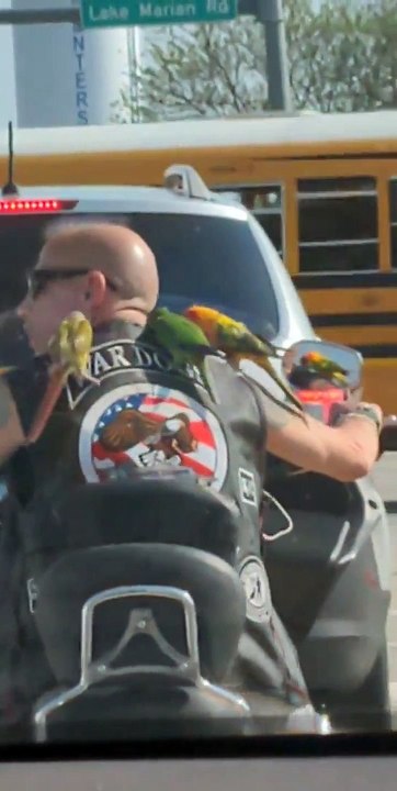 Guy Riding His Motorcycle with Parrots