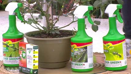 tn7-publireportaje-evergreen-230522